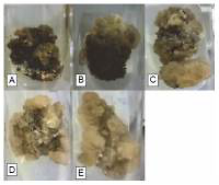 Remedial effect of ascorbic acid and citric acid on oxidative browning of <i>Glycyrrhiza glabra</i> callus cultures