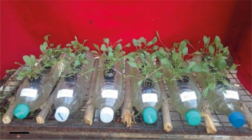 https://www.biotechnologia-journal.org/f/fulltexts/202318/BTA-106-1-202318-g001_min.jpg