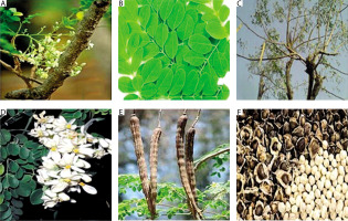 https://www.biotechnologia-journal.org/f/fulltexts/204529/BTA-106-2-204529-g001_min.jpg