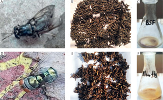 https://www.biotechnologia-journal.org/f/fulltexts/214379/BTA-107-1-214379-g001_min.jpg