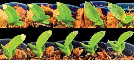 https://www.biotechnologia-journal.org/f/fulltexts/216300/BTA-107-1-216300-g002_min.jpg