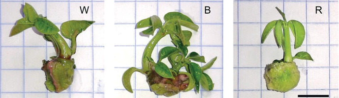 https://www.biotechnologia-journal.org/f/fulltexts/220165/BTA-107-2-220165-g002_min.jpg