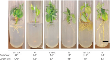https://www.biotechnologia-journal.org/f/fulltexts/220165/BTA-107-2-220165-g004_min.jpg