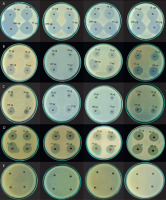 https://www.biotechnologia-journal.org/f/fulltexts/224355/BTA-107-3-224355-g001_min.jpg