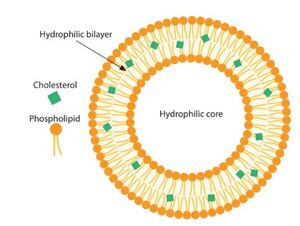 Figure from article: Delivery and adjuvant:...