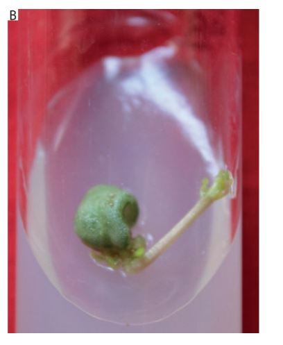 Figure from article: In vitro regeneration of...