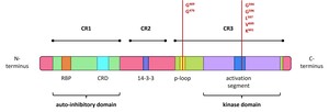 Figure from article: Targeting BRAF in cancers...