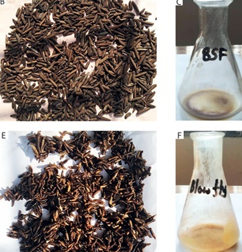 Figure from article: Antibacterial and...
