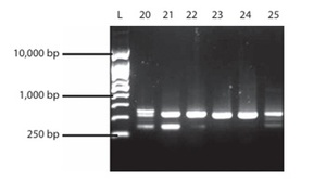 Figure from article: Biochemical and molecular...