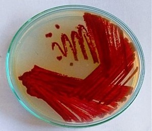 Figure from article: Using physical elicitors to...