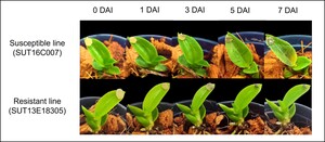 Figure from article: Comparative RNA sequencing...