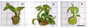 Figure from article: In vitro propagation of...