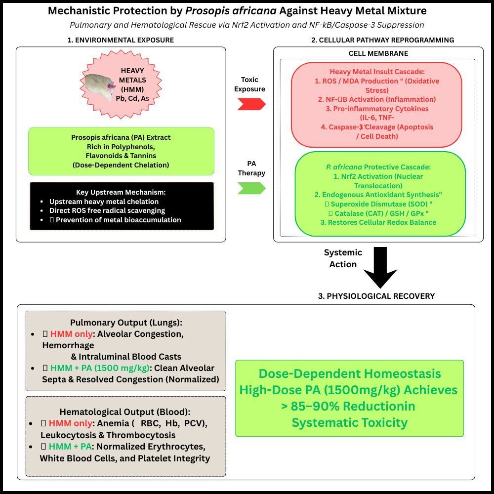 Figure from article: Prosopis africana protects...