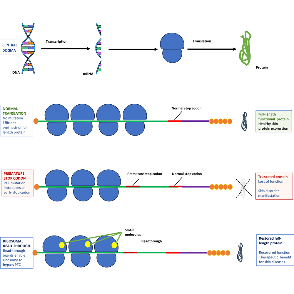Figure from article: Ribosomal readthrough...